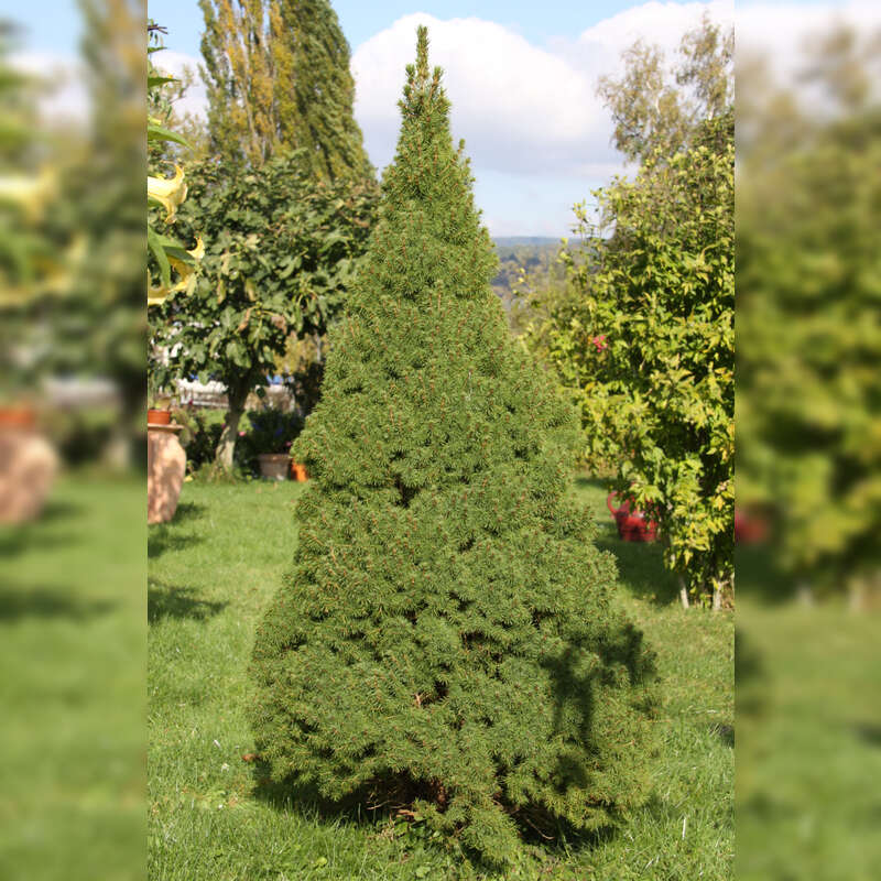 Zuckerhutfichte - Picea glauca 'Conica' - grn