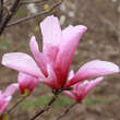 Magnolia 'Galaxy': Bild 2/3