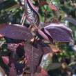 Aronia prunifolia 'Viking': Bild 2/4