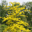 Gleditsia triacanthos 'Sunburst': Bild 3/4