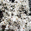 Magnolia loebneri 'Merrill': Bild 7/8