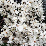 Magnolia loebneri 'Merrill' - Hohe Sternmagnolie