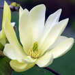 Magnolia 'Goldstar': Bild 3/9