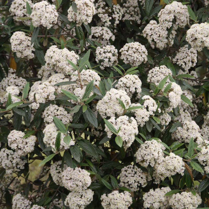 Immergrüner Schneeball Viburnum 'Pragense' weiß