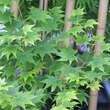 Acer palmatum 'Hogyoku': Bild 2/5