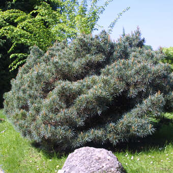 Pinus pumila 'Glauca'