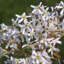 Amelanchier lamarckii - Kupfer-Felsenbirne