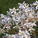 Amelanchier lamarckii - Kupfer-Felsenbirne