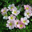 Potentilla fruticosa 'Lovely Pink': Bild 1/2