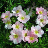 Potentilla fruticosa 'Lovely Pink' - Fünffingerstrauch