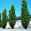 Populus nigra 'Italica': Bild 1/3