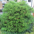 Chamaecyparis obtusa'Coralliformis': Bild 2/2