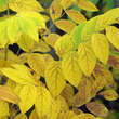 Decaisnea fargesii: Bild 6/7