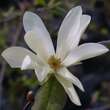 Magnolia cylindrica: Bild 4/6
