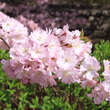 Japanische Blütenkirsche - Bild 7