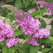Buddleja davidii 'Reve de Papillon': Bild 1/1