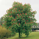 Aesculus carnea 'Briotii' - Scharlachkastanie