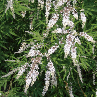 Vitex agnus-castus 'Alba'