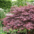 Acer palmatum 'Crimson Queen': Bild 6/7