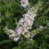 Buddleja davidii 'White Bouquet' - Sommerflieder