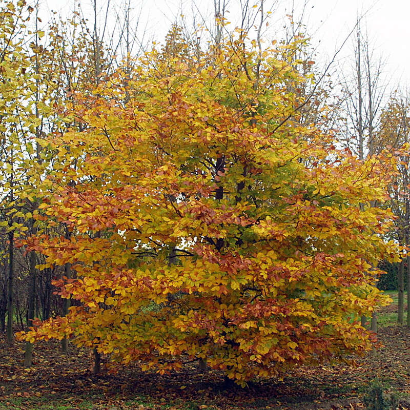 Hainbuche Carpinus betulus
