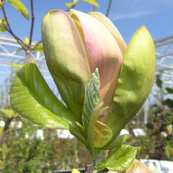 Magnolia brookl. 'Woodsman'