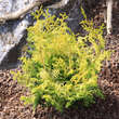 Chamaecyparis obtusa 'Lucas': Bild 3/3