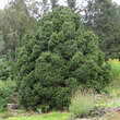 Picea abies 'Ohlendorffii': Bild 4/4