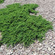 Juniperus procumbens 'Nana': Bild 2/4