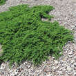 Juniperus procumbens 'Nana': Bild 2/4