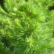 Larix decidua 'Kornik': Bild 3/4