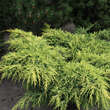 Juniperus pfitz. 'Gold Star': Bild 3/4