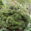 Pinus densiflora 'Umbraculifera': Bild 5/5