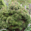 Pinus densiflora 'Umbraculifera': Bild 5/5