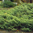 Juniperus communis 'Hornibrookii': Bild 2/2