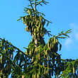 Picea orientalis: Bild 5/11