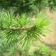 Larix decidua 'Kornik': Bild 2/4