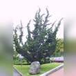 Juniperus chinensis 'Kaizuka': Bild 4/4