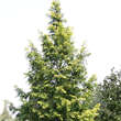 Metasequoia glyptostroboides 'Goldrush': Bild 4/5