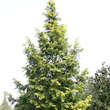 Metasequoia glyptostroboides 'Goldrush': Bild 4/5