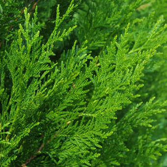 Riesen-Lebensbaum - Thuja plicata 'Atrovirens' - 100/125