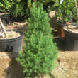 Picea glauca 'Zuckerhut': Bild 3/3