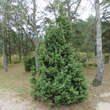 Juniperus communis: Bild 3/4