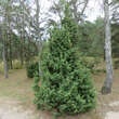 Juniperus communis männlich: Bild 3/4