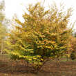Zelkova serrata: Bild 5/7