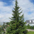 Cedrus deodara: Bild 6/7