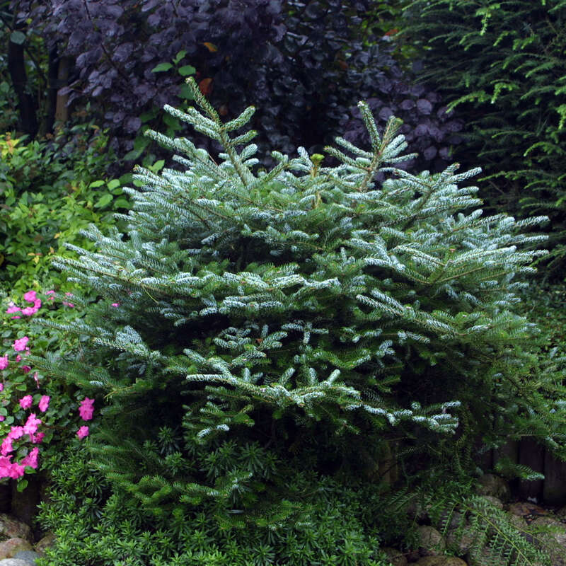 Zwerg-Koreatanne Abies Koreana 'Nana' - Winterharte Gartenpflanze 5-10cm