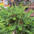 Chamaecyparis obtusa 'Teddy Bear': Bild 2/2
