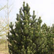 Pinus mugo: Bild 4/4
