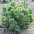 Pinus nigra 'Nana': Bild 4/4